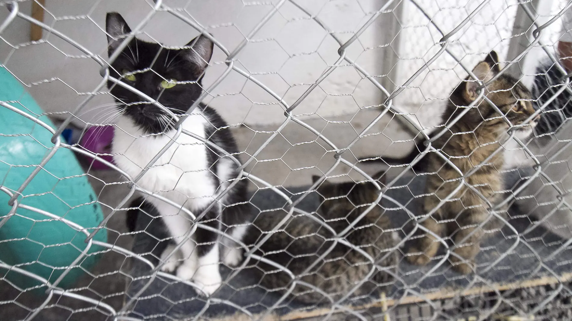 Los gatitos también están en adopción en Control Animal, basta con hacer trámites y ser conscientes de su tenencia en el hogar.  Foto César Ortiz.